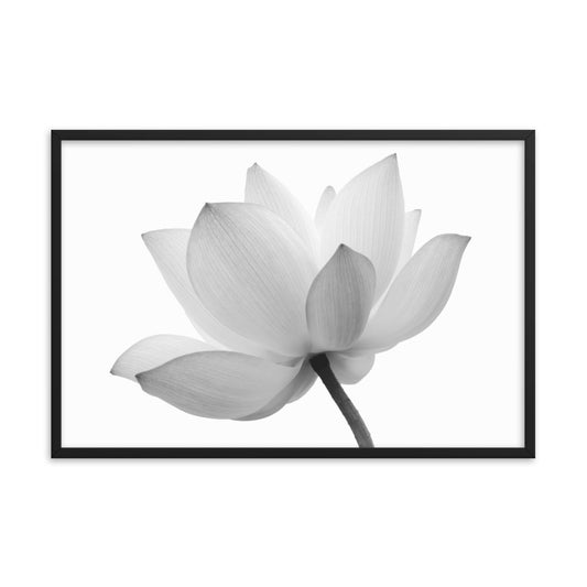 Lotus Flower Black and White Floral Nature Photo Framed Photo Paper Poster