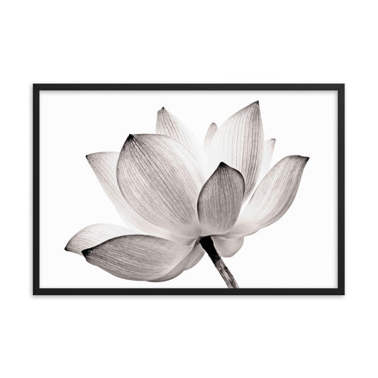 Lotus Flower Tinted Effect Floral Nature Framed Photo Paper Poster