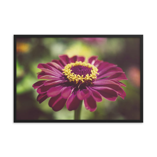 Moody Young-and-Old Age Pink Zinnia Flower Bloom Floral Nature Photo Framed Wall Art Print