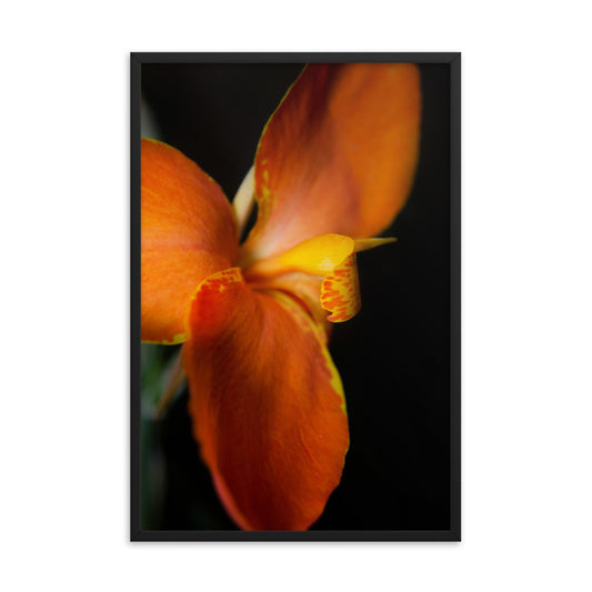 Orange Canna at Longwood Gardens Floral Nature Photo Framed Wall Art Print
