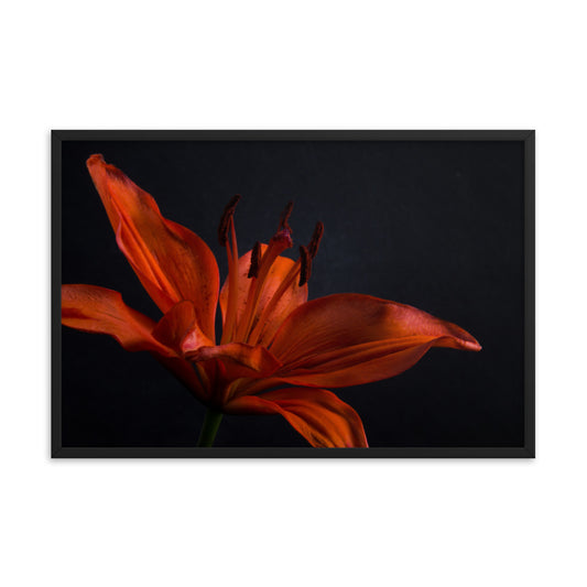 Orange Lily with Back light Floral Nature Photo Framed Wall Art Print