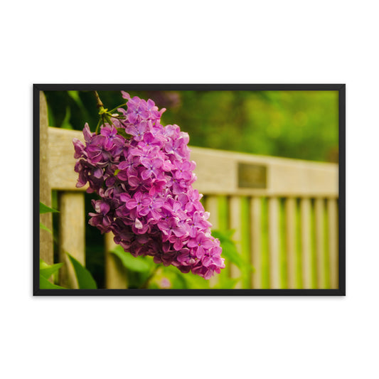 Park Bench with Lilac Floral Nature Photo Framed Wall Art Print