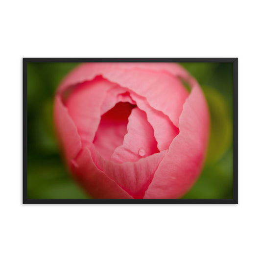 Peony Bud Floral Nature Photo Framed Wall Art Print
