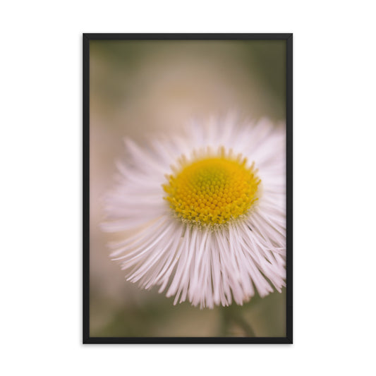Philadelphia Fleabane Single Bloom Floral Nature Photo Framed Wall Art Print