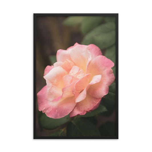 Pink and White Softened Rose Floral Nature Photo Framed Wall Art Print
