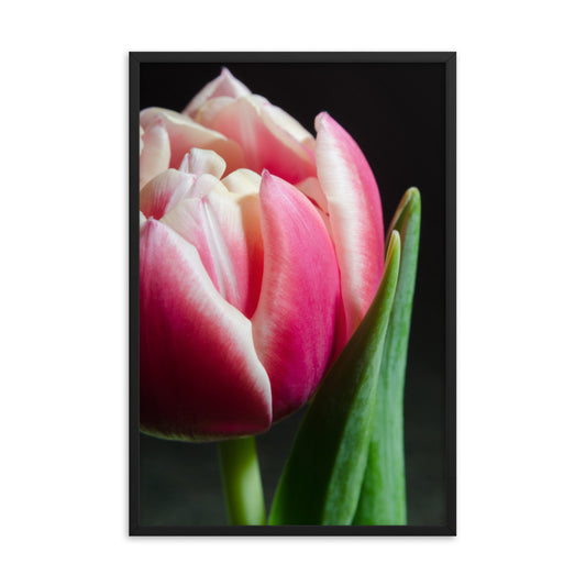 Pink and White Tulip Floral Nature Photo Framed Wall Art Print