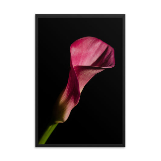 Pink Calla Lily Flower on Black Floral Nature Photo Framed Wall Art Print