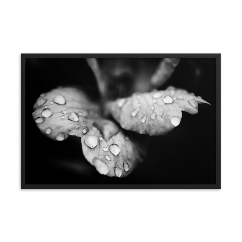 Raindrops on Wild Rose Black and White Floral Nature Photo Framed Wall Art Print