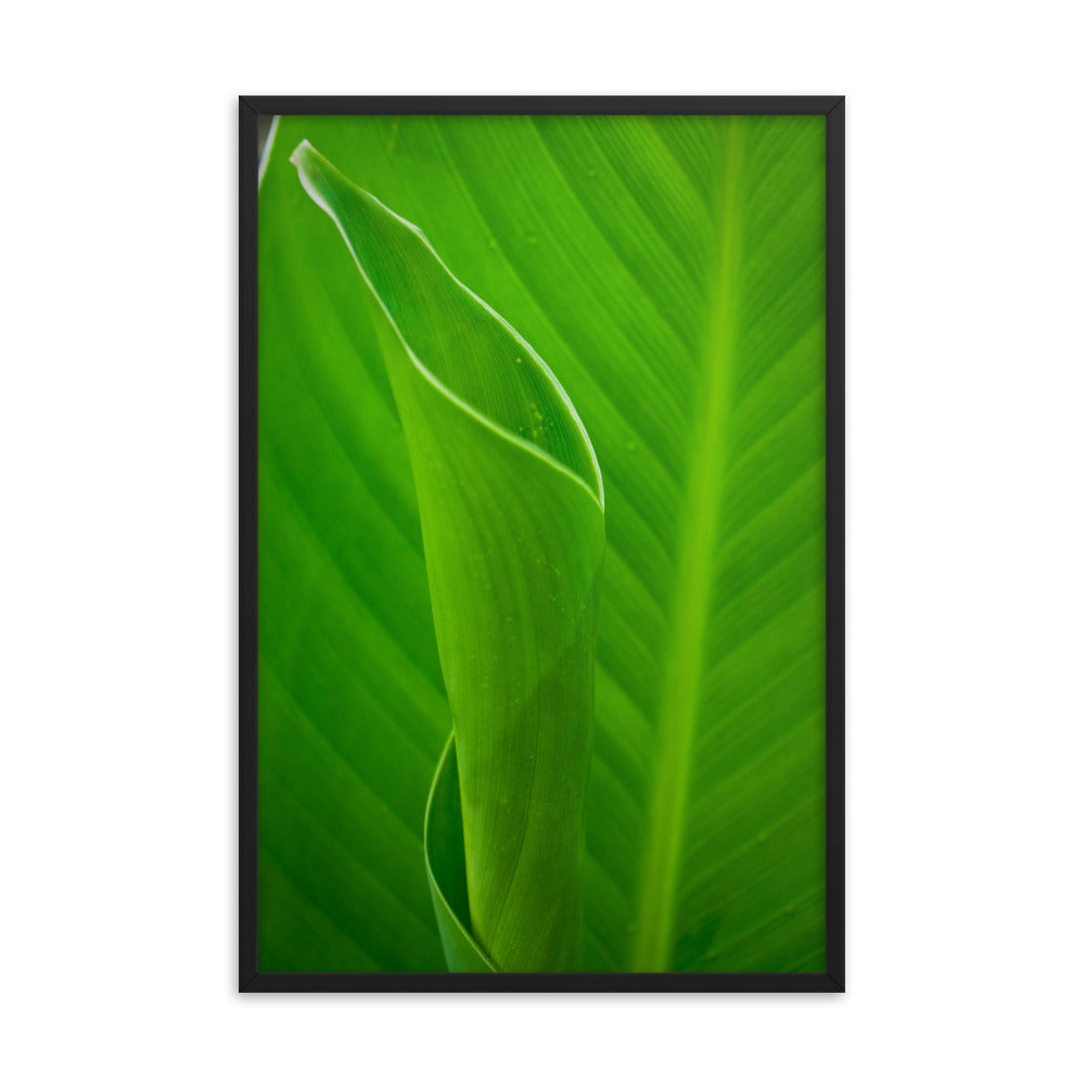 Leaves of Canna Lily Botanical Nature Photo Framed Wall Art Print
