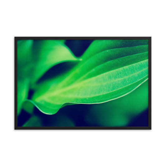Mellow Hosta Leaves Botanical Nature Photo Framed Wall Art Print