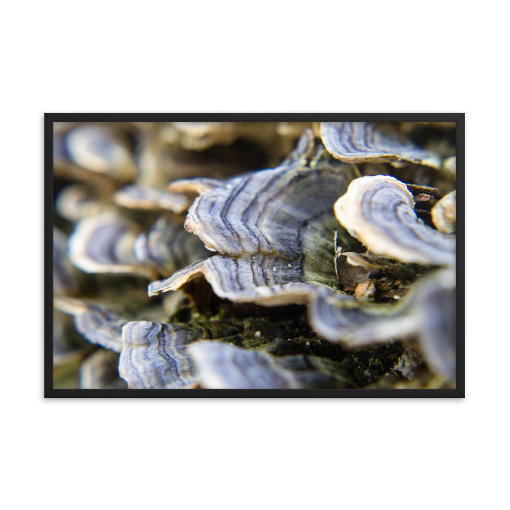 Mushrooms on Log Botanical Nature Photo Framed Wall Art Print
