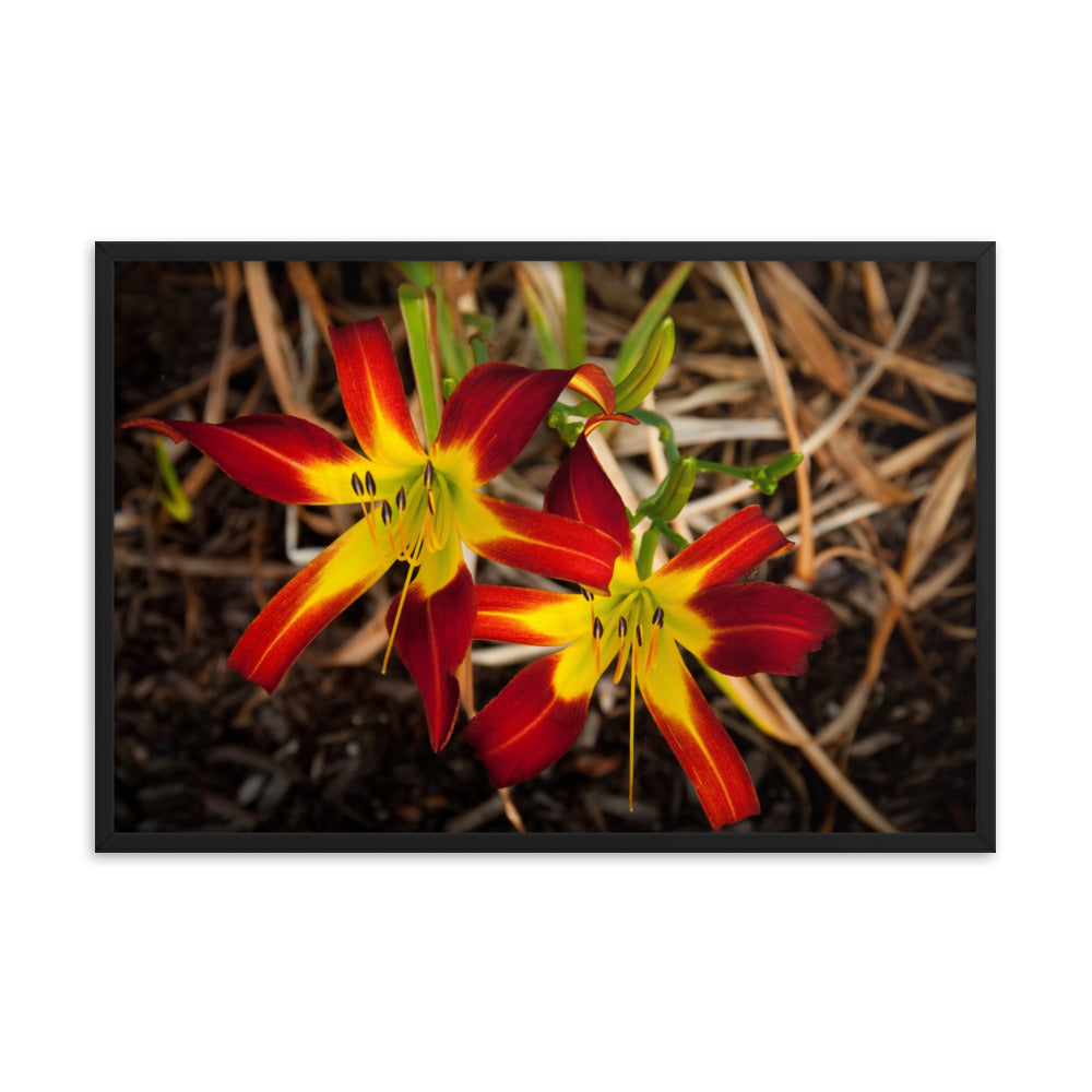 Royal Sunset Lily Floral Nature Photo Framed Wall Art Print