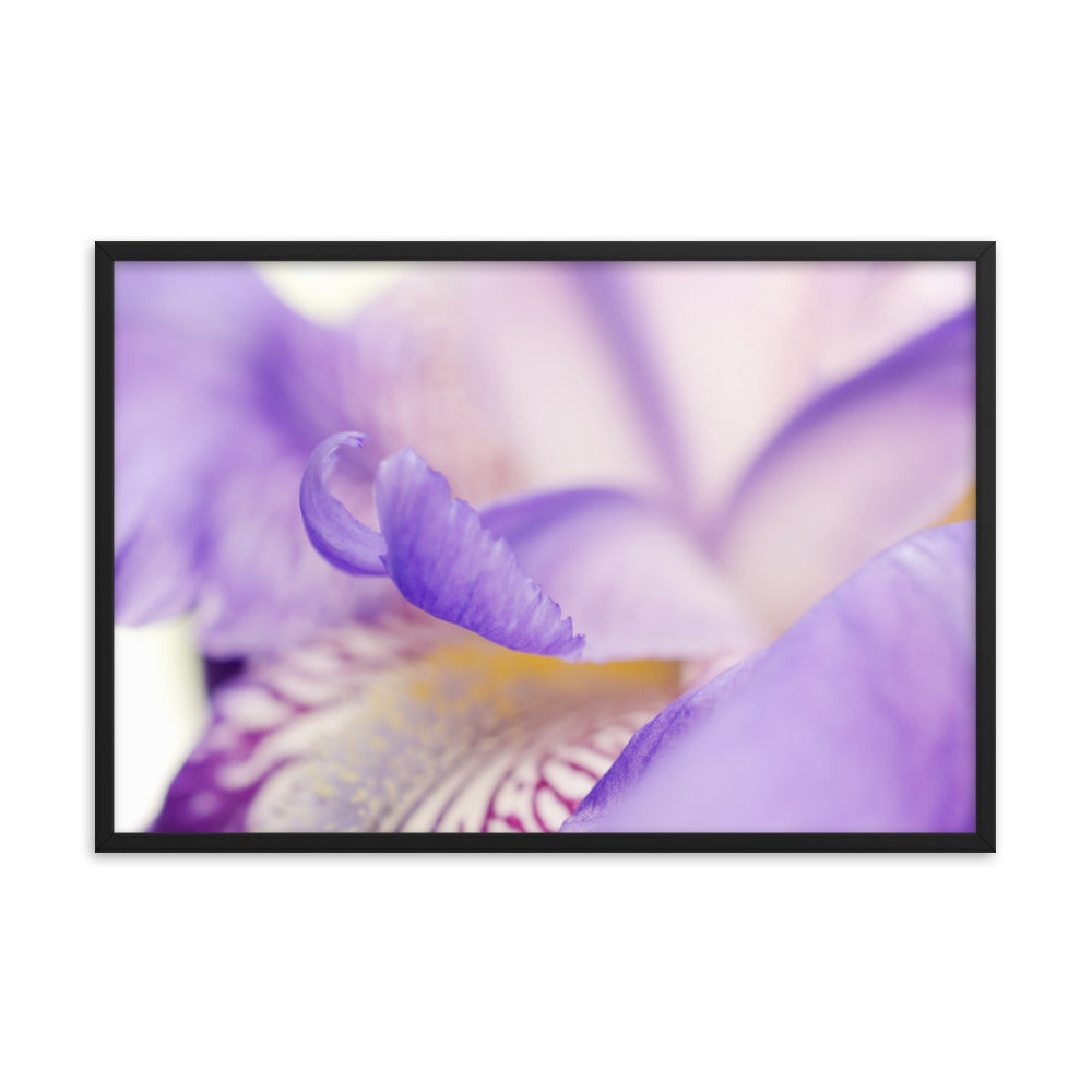 Soft Focus Iris Petals Floral Nature Photo Framed Wall Art Print