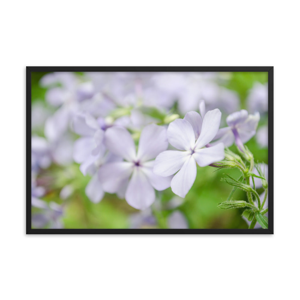 Soft Focus Phlox Carolina Floral Nature Photo Framed Wall Art Print