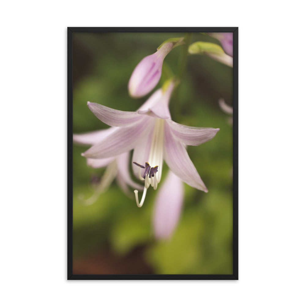 Softened Hosta Bloom Floral Nature Photo Framed Wall Art Print