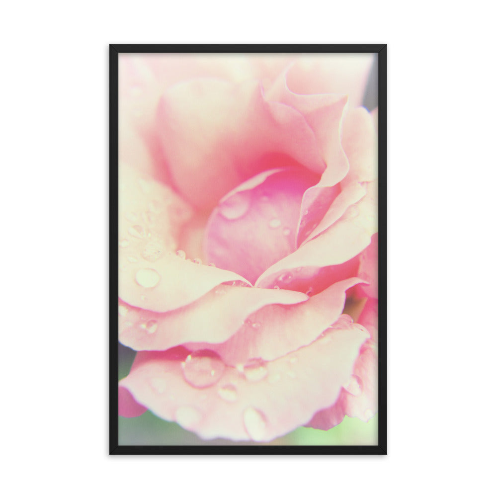 Softened Rose Floral Nature Photo Framed Wall Art Print