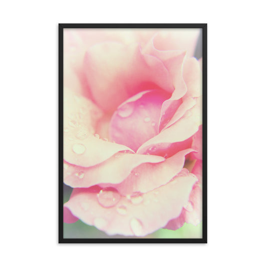 Softened Rose Floral Nature Photo Framed Wall Art Print