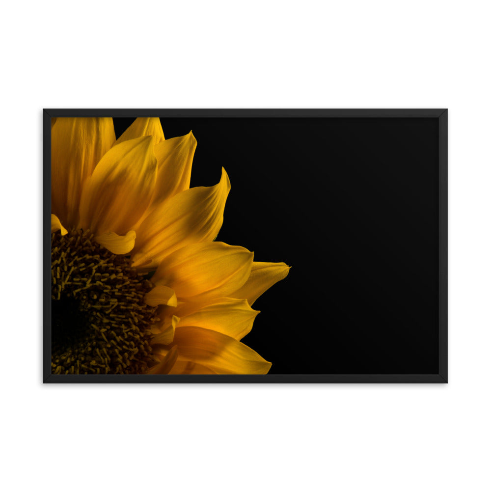 Sunflower in Corner Floral Nature Photo Framed Wall Art Print