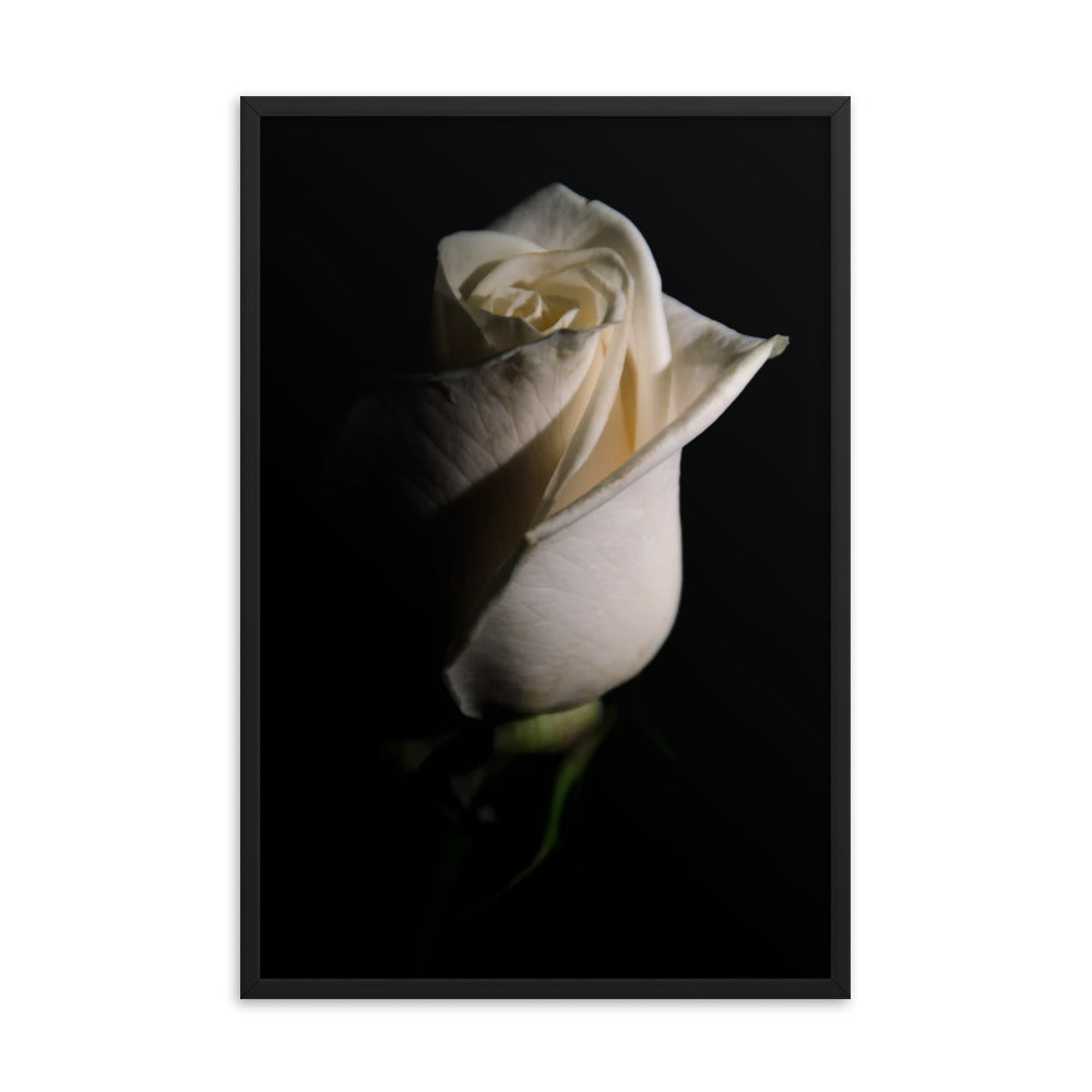 White Rose Low Key Floral Nature Photo Framed Wall Art Print