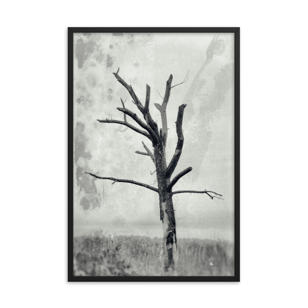 Rotting Away Alone Black and White Botanical Nature Photo Framed Wall Art Print
