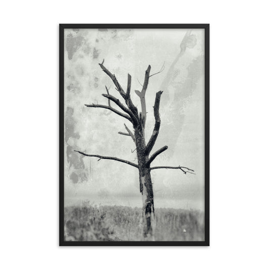 Rotting Away Alone Black and White Botanical Nature Photo Framed Wall Art Print