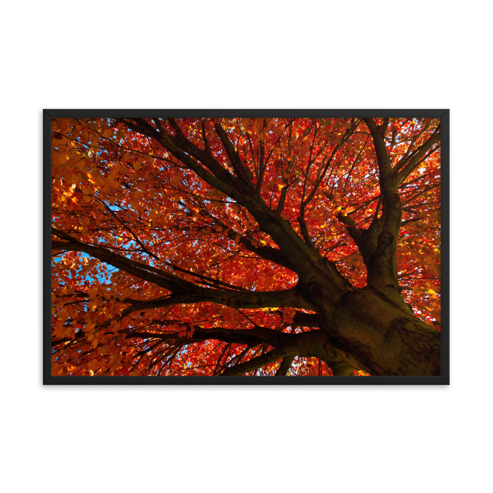 Shimmering Orange Botanical Nature Photo Framed Wall Art Print