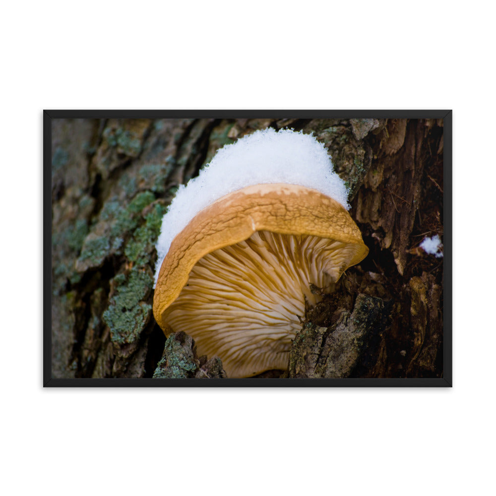 Snow Fungus Botanical Nature Photo Framed Wall Art Print