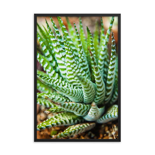 Succulent 2 Botanical Nature Photo Framed Wall Art Print