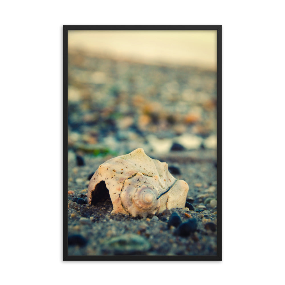 Shell at Bowers 2 Coastal Nature Photo Framed Wall Art Print