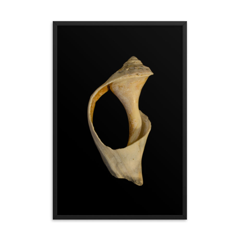 State of Erosion Image 2 Whelk Shell Coastal Nature Photo Framed Wall Art Print