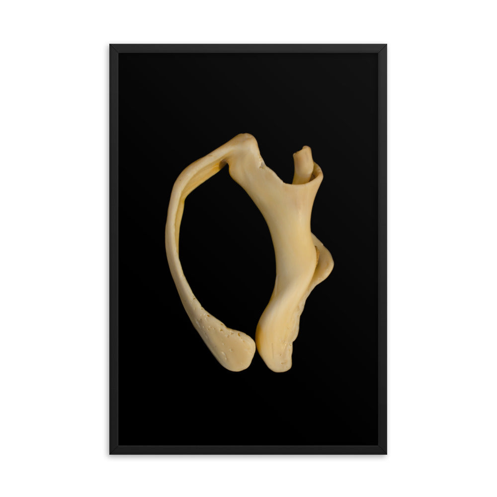 State of Erosion Image 6 Whelk Shell Coastal Nature Photo Framed Wall Art Print
