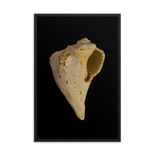 State of Erosion Image 1 Whelk Shell Coastal Nature Photo Framed Wall Art Print