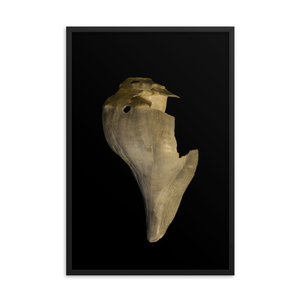 State of Erosion Image 7 Whelk Shell Coastal Nature Photo Framed Wall Art Print