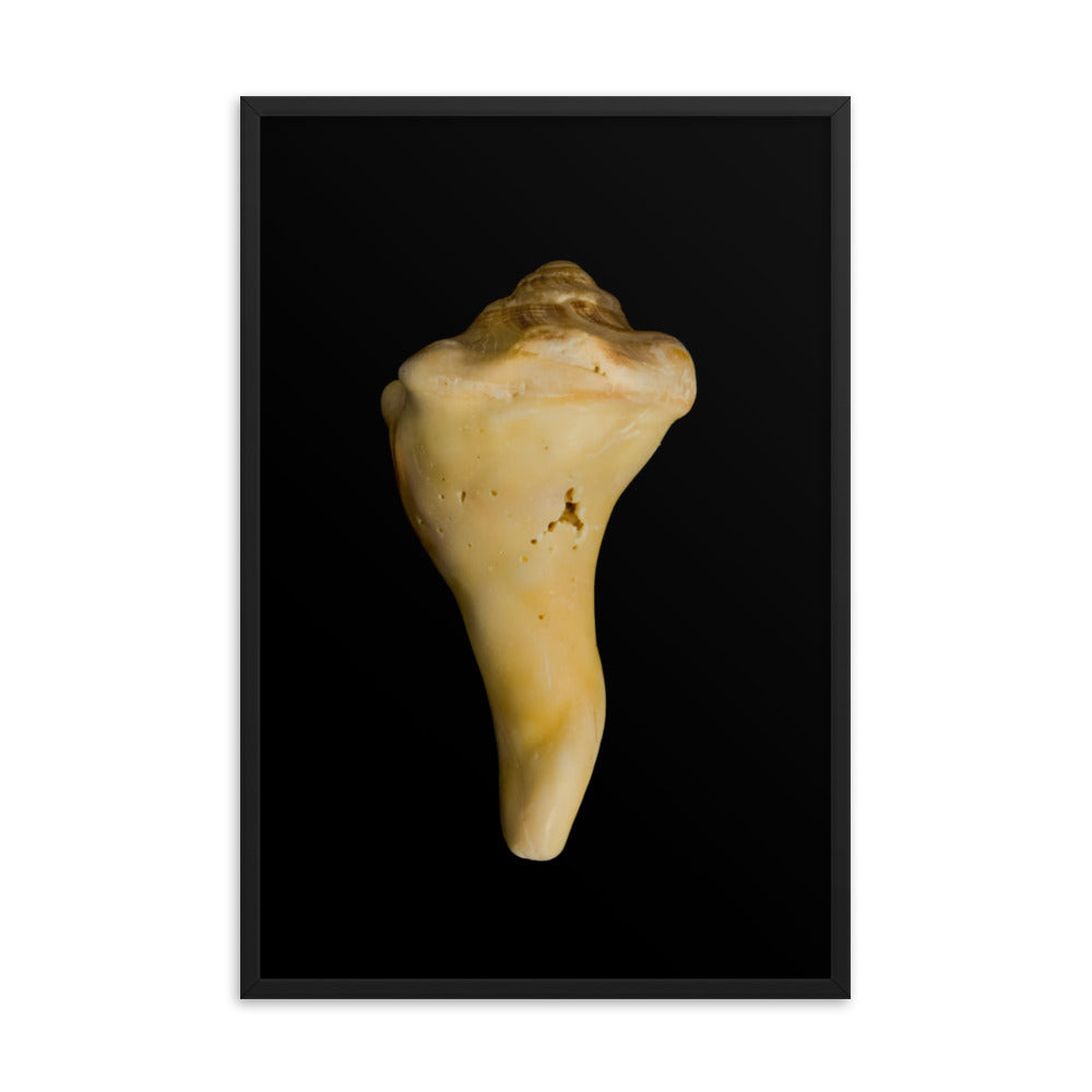 State of Erosion Image 8 Whelk Shell Coastal Nature Photo Framed Wall Art Print