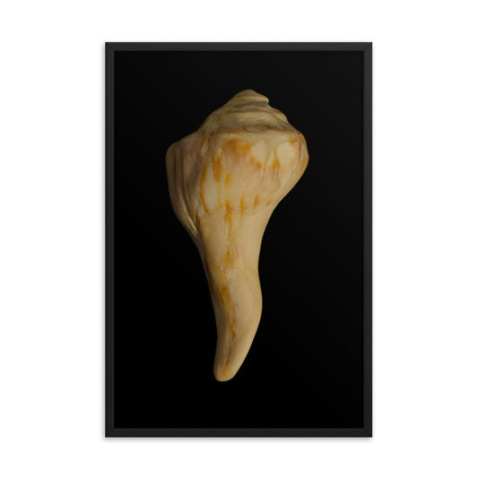 States of Erosion Image 9 Whelk Shell Coastal Nature Photo Framed Wall Art Print
