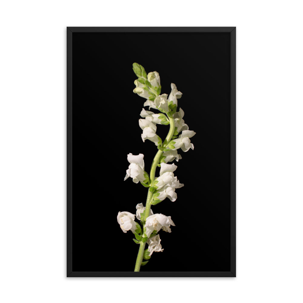 White Snapdragons Floral Nature Photo Framed Wall Art Print