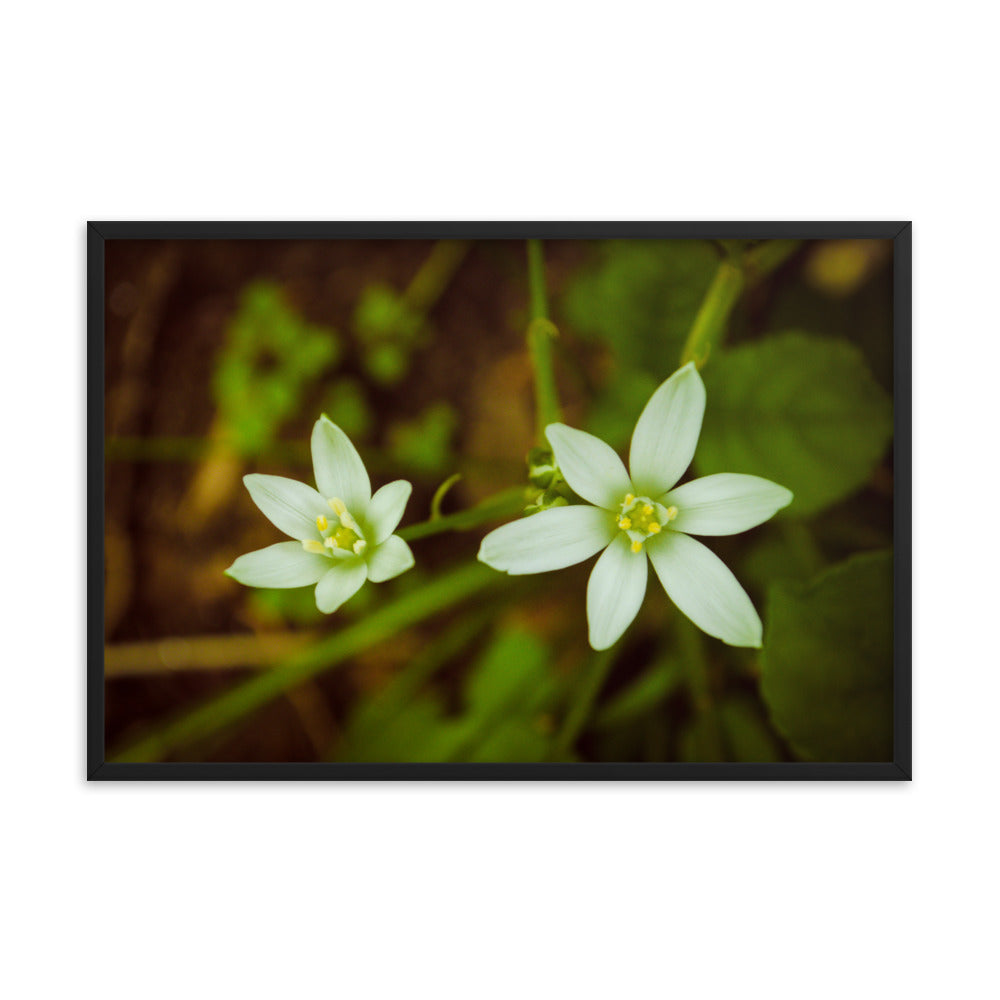 Wild Beauty Floral Nature Photo Framed Wall Art Print