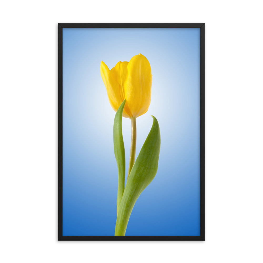 Yellow Tulip Minimal Floral Nature Photo Framed Wall Art Print