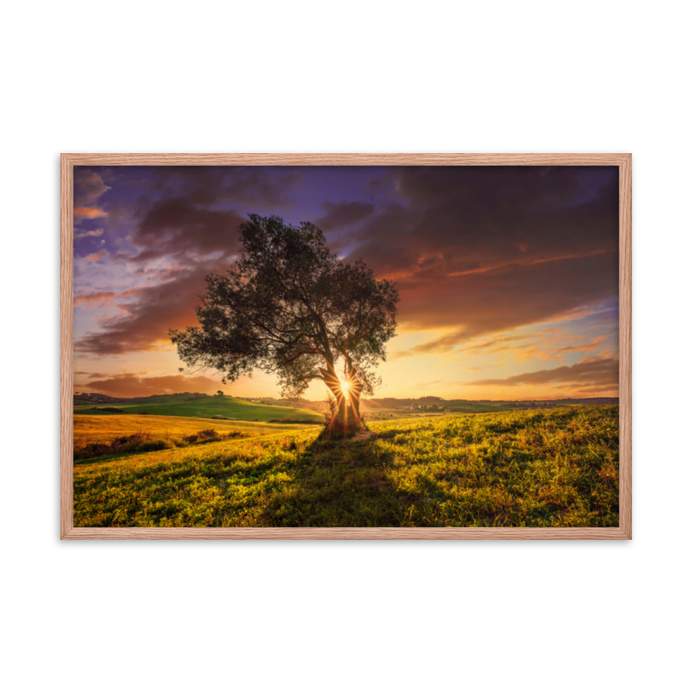 Countryside Olive Tree Sunset Landscape Photo Framed Wall Art Print