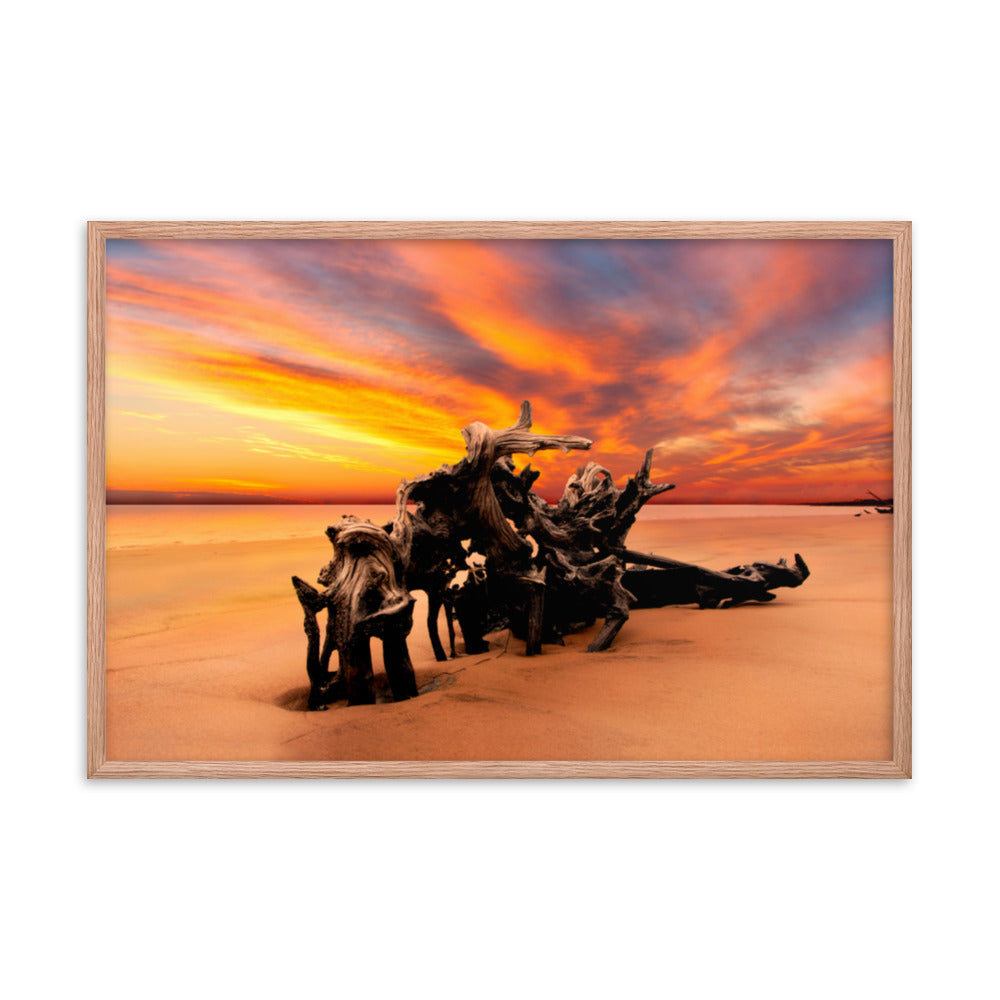 Dried Tree Roots and Sunrise Boneyard Beach Jacksonville Florida Framed Wall Art Print