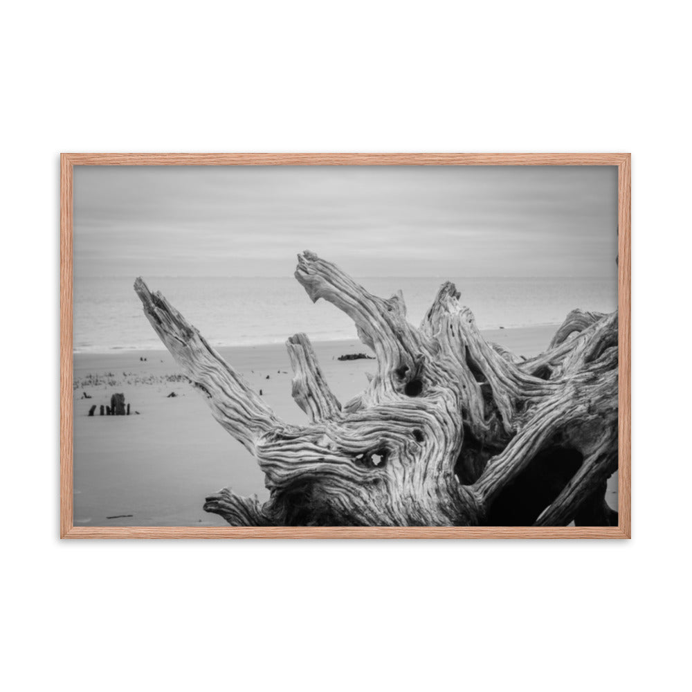 Driftwood on Boneyard Beach Florida 4 Black and White Coastal Landscape Photo Framed Wall Art Print