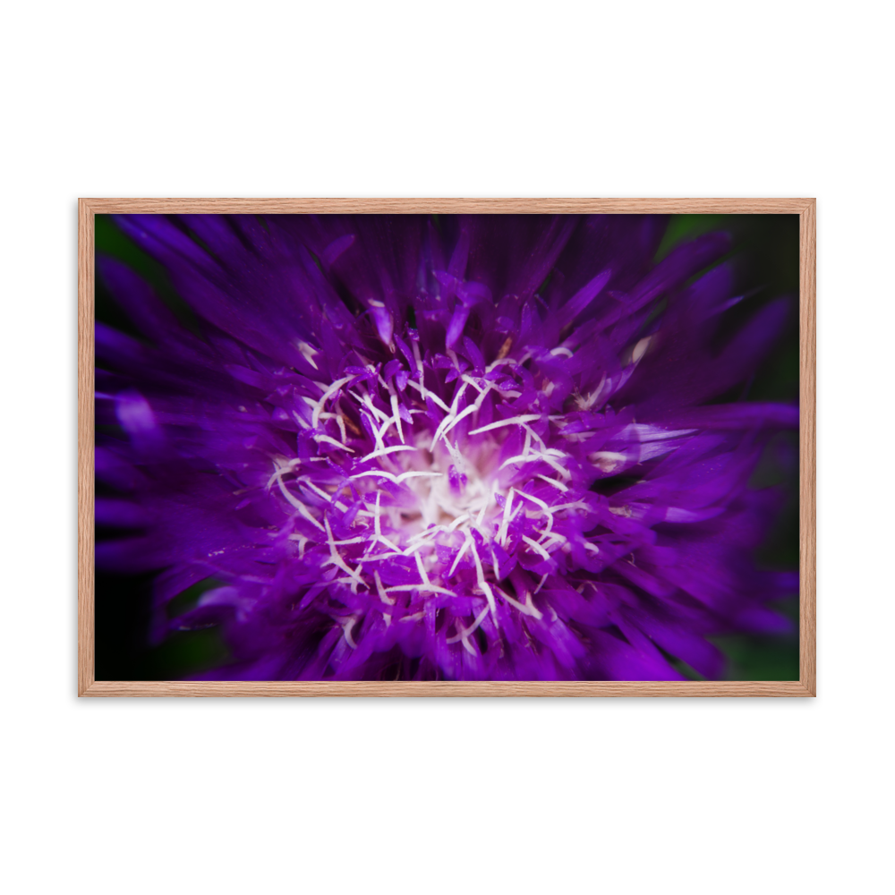 Flower Wall Living Room: Purple Abstract Flower - Botanical / Floral / Flora / Flowers / Nature Photograph Framed Wall Art Print - Artwork - Wall Decor