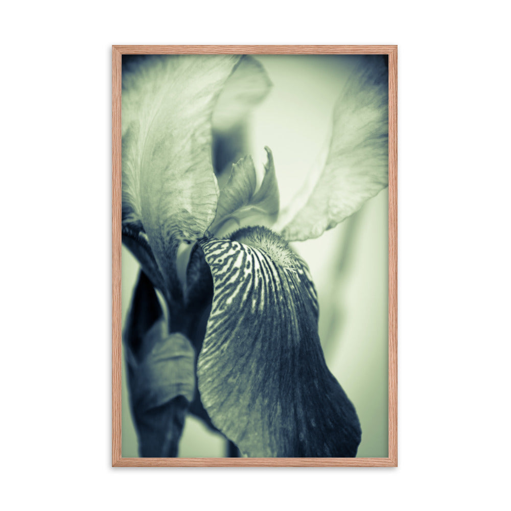 Dinner Table Wall Decor: Abstract Japanese Iris Delight- Botanical / Floral / Flora / Flowers / Nature Photograph Framed Wall Art Print - Artwork - Wall Decor - Home Decor