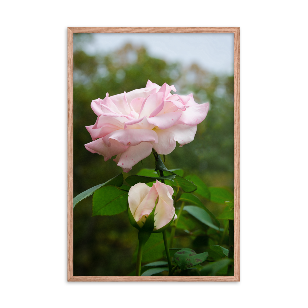 Floral Artwork For Sale: Admiration - Pink Rose Floral / Botanical / Nature Photo Framed Wall Art Print - Artwork - Wall Decor - Home Decor