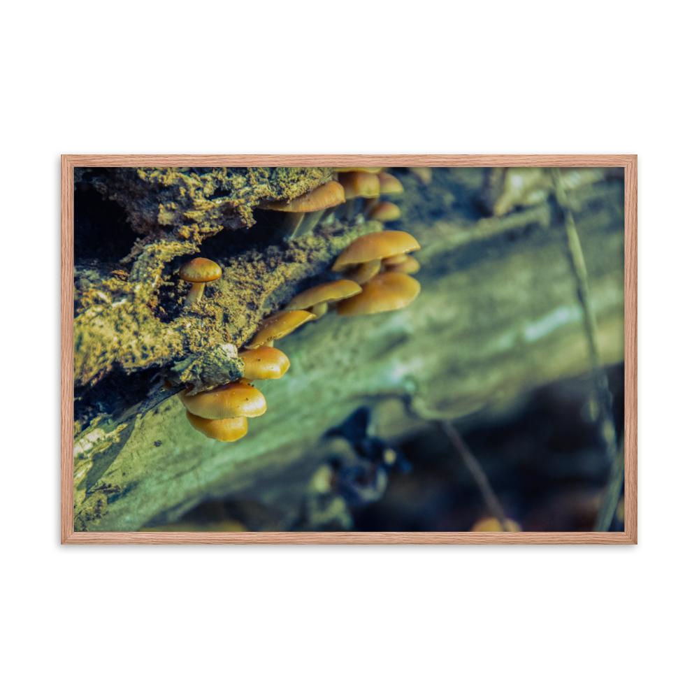 Farmhouse Botanical Wall Art: Aged Mushroom Botanical / Nature Photo Framed Wall Art Print - Artwork - Wall Decor - Home Decor
