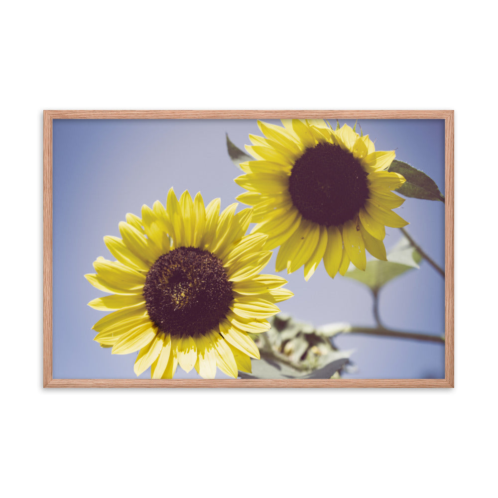 Large Framed Flower Prints: Aged Sunflowers Against Sky Abstract / Minimal / Rustic / Country / Farmhouse Style / Floral / Botanical / Nature Photo Framed Wall Art Print - Artwork - Wall Decor - Home Decor