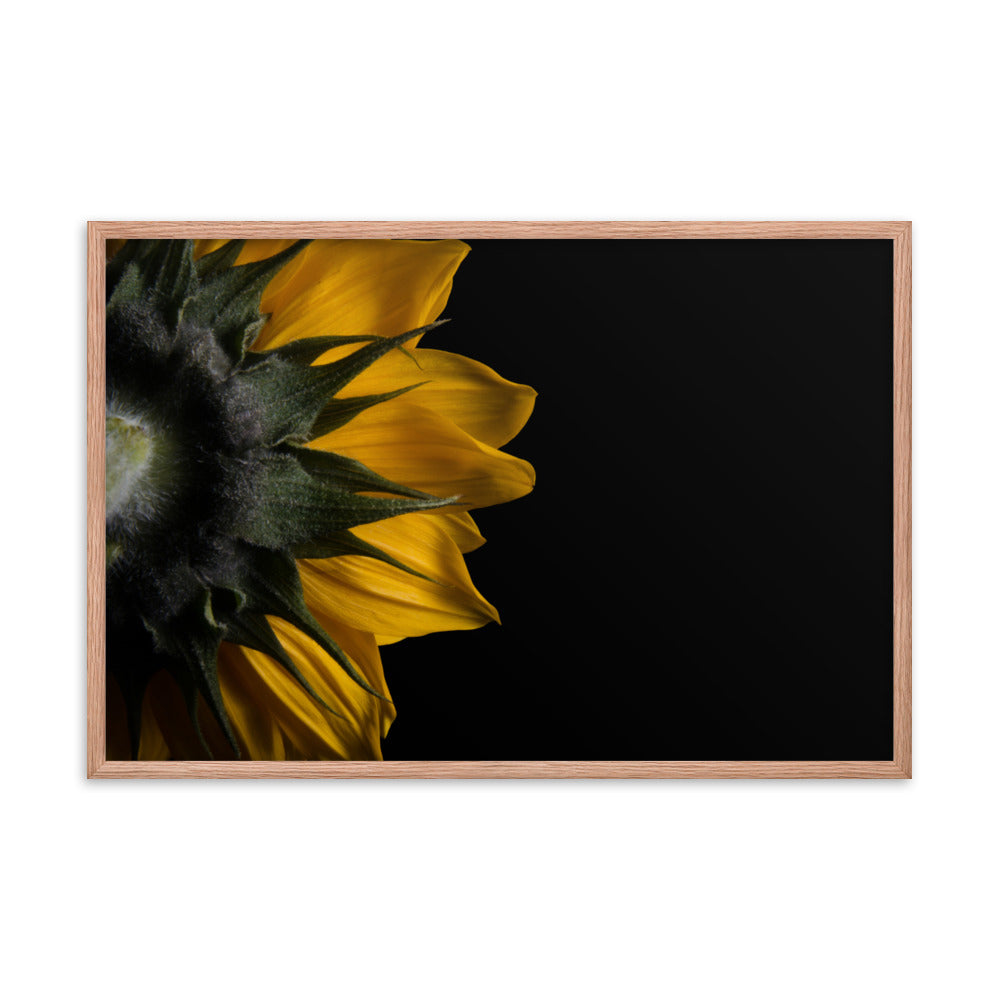 Backside of Sunflower Minimal Floral Nature Photo Framed Wall Art Print
