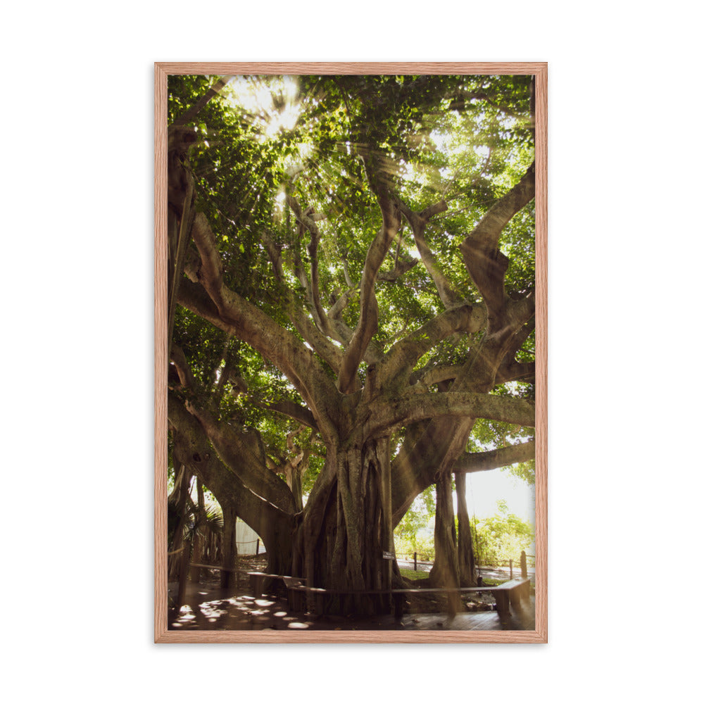 Banyan Tree With Glory Rays of Sunlight Tropical Botanical Nature Photo Framed Wall Art Print