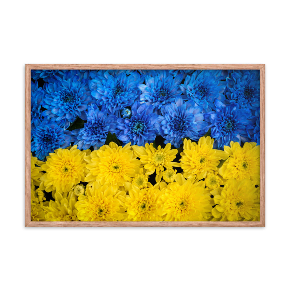 Blue and Yellow Chrysanthemums For Ukraine Refugees Nature Photo Framed Wall Art Print