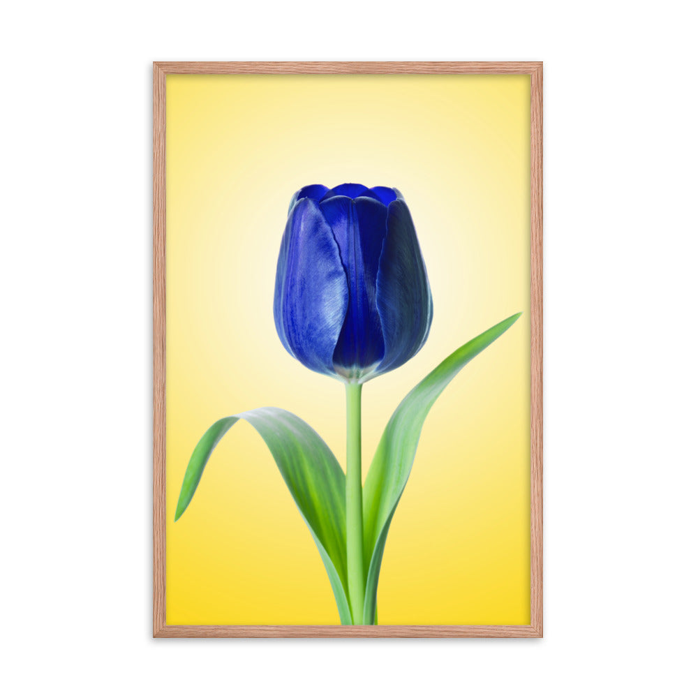 Blue Tulip Minimal Floral Nature Photo Framed Wall Art Print